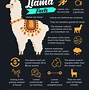 Image result for a lama
