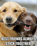 Image result for 2 Dogs Funny