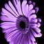 Image result for iPhone Purple Rose Wallpaper