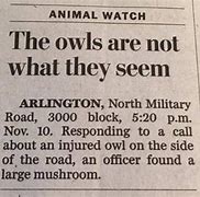 Image result for Funny Local News