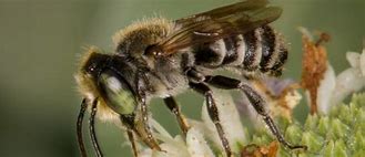 Image result for Alfalfa Leafcutter Bee
