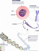 Image result for Gene DNA Chromosome Structure