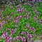 Image result for Thymus serpyllum Red Carpet