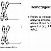 Image result for What Is a Homozygoud