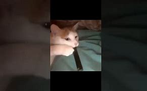 Image result for Cat Hits Juul