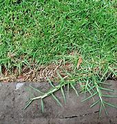 Image result for Kikuyu Grass Lawn
