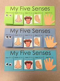 Image result for 5 Senses Science Preschool