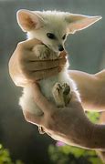 Image result for Exotic Pet Foxes