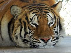 Image result for Tired Siberian Tiger
