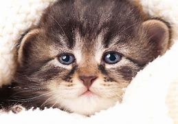 Image result for Crying Cat in Bed
