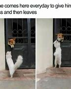 Image result for Chihuahua Dog Meme