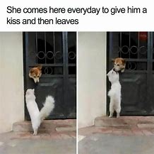 Image result for Christmas Animal Memes Clean