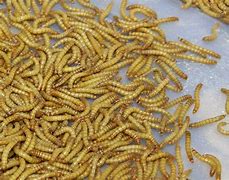Image result for Medium Size Meal Worms