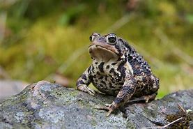 Image result for Toad Hair