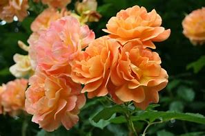 Image result for Inpone 13 Rosa