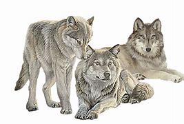 Image result for Clip Art of Wolves
