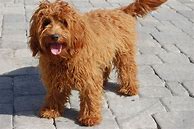 Image result for Miniature Labradoodle
