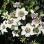 Image result for Young Clematis Plant