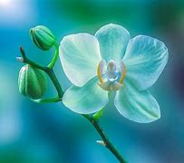 Image result for iPhone Wallpaper Orchid