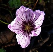 Image result for Geranium cinereum Alice ®