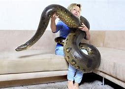 Image result for Giant Anaconda Female