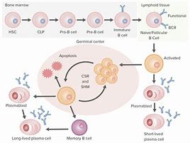 Image result for Maturation of B Cells