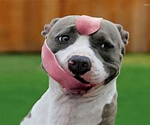 Image result for Pitbull Dog Cool