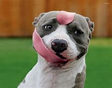 Image result for Cute Pit Bulls
