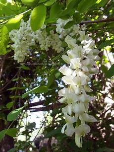 nomi di fiori bianchi in nome dei fiori grappoli di fiori bianchi di robinia nomi di fiori bianchi in nome dei fiori grappoli di fiori bianchi di robinia
