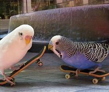 Image result for Birds Doing Funny Things