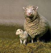Image result for Cloned Sheep Dolly Created
