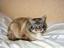 Image result for Pepito The Cat
