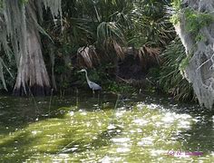 Image result for Under The Wire Sparkling Heron Lake
