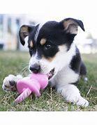 Image result for Pacifire Dog