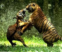 Image result for Family Dog Gets Mauled by Tiger