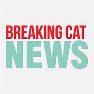 Image result for Breaking Cat News