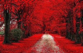 Image result for Full HD Nature Pic