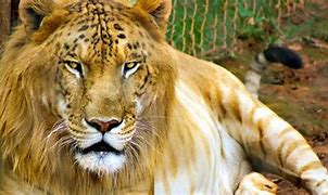 Image result for Unicorn and Tiger Mix in Real Life