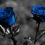 Image result for Flowers 4K Wallpaper Rose