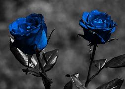 Image result for Blue Rose Wallpaper HD