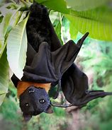 Image result for Realistic Bat Toy