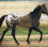 Image result for Tiger Horse