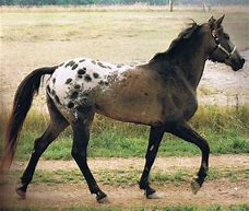 Image result for Tiger Horse Breed