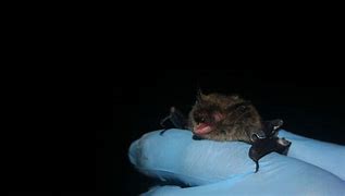 Image result for Iowa Bats
