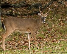 Image result for 9-Point Buck