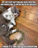 Image result for Funny High Cat Memes