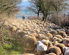 Image result for Sheep Loafing