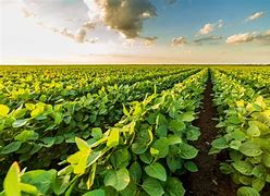 Image result for Sustainable Agriculture Farm