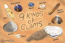 Image result for Clam Shell Types