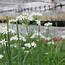 Image result for Wild Garlic Edible Flowers